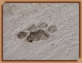 Leopard footprint