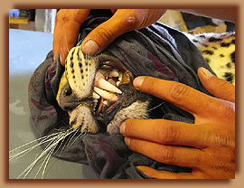 Assessing leopard teeth